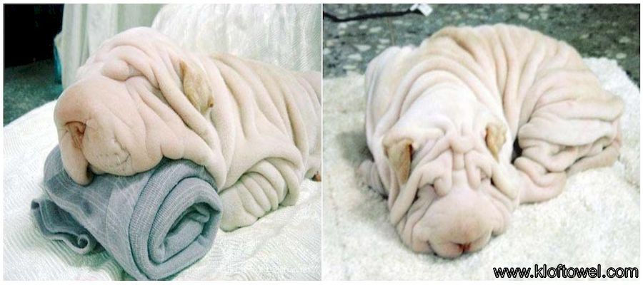动物毛巾折叠